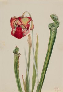Drummond Pitcherplant Sarracenia drummondii door Mary Vaux Walcott