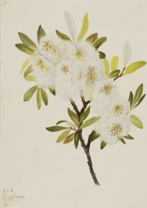 Drummond Wilg Salix drummondiana door Mary Vaux Walcott