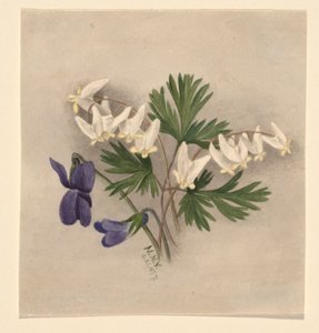 Oranjebroek (Bikukulla cucullaria)