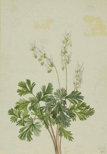 Breetches (Bikukulla cucullaria) door Mary Vaux Walcott