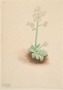 Vroege Saksenbloem (Saxifraga virginiensis) door Mary Vaux Walcott