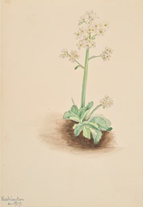 Vroege Saxifrage Saxifraga virginiensis, 1917 door Mary Vaux Walcott