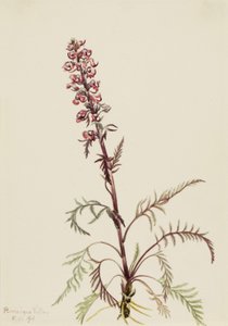 Olifantenkop Pedicularis groenlandica