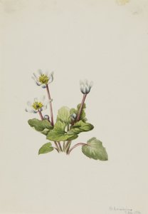 Elkslip Caltha leptosepala, 1916