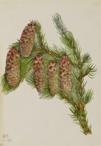 Engelmannspar (Picea engelmanni)