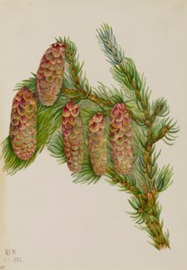 Engelmann-spar Picea engelmanni, 1920