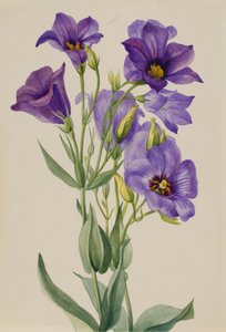 Eustoma russelianum, ca. vroege jaren 1930