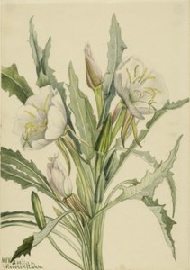 Teunisbloem (Pachyoplus hirsutus)