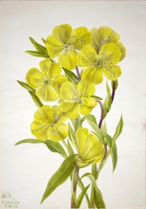 Avondprimula Oenothera door Mary Vaux Walcott