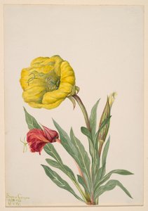 Avondprimula Oenothera howardi, 1928-1931 door Mary Vaux Walcott