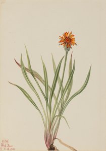Valse Paardenbloem Agoseris aurantiaca, 1921 door Mary Vaux Walcott