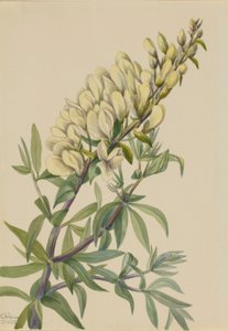 Valse indigo (Baptista bructeata)