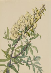 Valse Indigo Baptista bructeata, 1932 door Mary Vaux Walcott