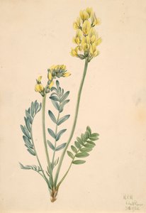 Valse Locoweed Oxytropia gracilis, 1920 door Mary Vaux Walcott