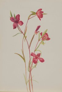 Afscheid van de lente (Godetia amoena lilja) door Mary Vaux Walcott