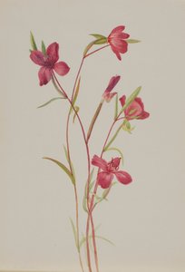 Afscheid van de lente Godetia amoena lilja, ca. 1930s