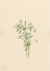 Veldviooltje Viola rafinesquii, 1919