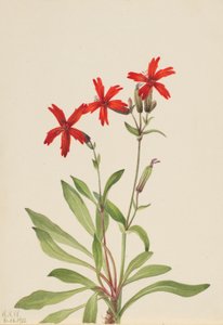 Vuurroze (Silene Virginica) door Mary Vaux Walcott