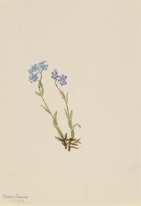 Vergeet-me-niet (Myosotis alpestris) door Mary Vaux Walcott