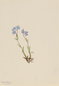 Vergeet-mij-niet Myosotis alpestris, 1907