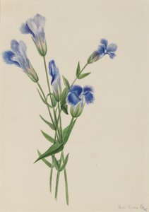 Gefranjerde gentiaan (Gentiana crinita)
