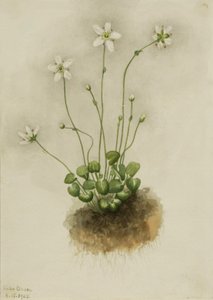 Fringed Parnassia Parnassia fimbriata, 1905