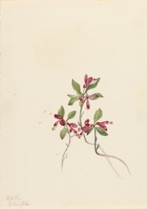 Gefranjerde Polygala (Polygala paucifolia)