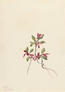 Fringed Polygala Polygala paucifolia, 1920