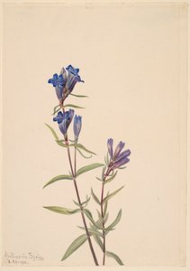 Gentiaan (Gentiana affinis) door Mary Vaux Walcott
