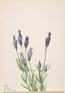 Gentiaan (Gentiana macounii) door Mary Vaux Walcott