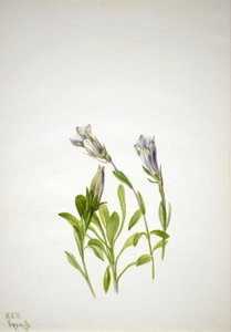 Gentiaan (Gentiana newberri) door Mary Vaux Walcott