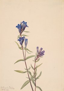 Gentiaan Gentiana affinis door Mary Vaux Walcott