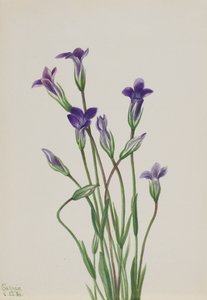 Gentiaan Gentiana holopetala, 1936 door Mary Vaux Walcott