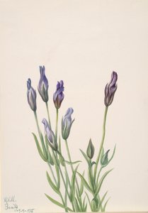 Gentiaan (Gentiana macounii) door Mary Vaux Walcott