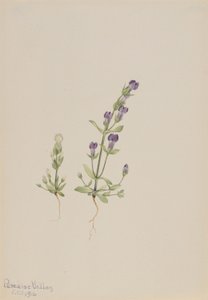 Gentiana propingua door Mary Vaux Walcott