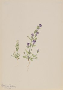 Gentiana propingua, 1916