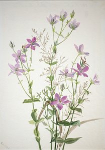 Gentiaanacease sabbalia angularis door Mary Vaux Walcott