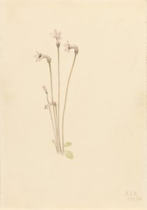 Spookpijp (Thalesia uniflora) door Mary Vaux Walcott
