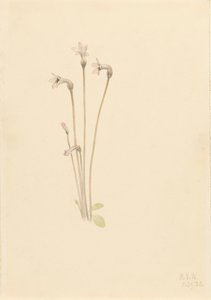 Spookpijp Thalesia uniflora door Mary Vaux Walcott