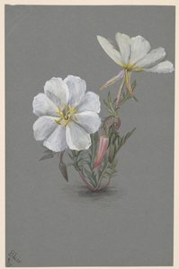 Reuzen Helleborine Epipactia gigantea, ca. 1880