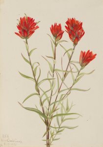 Grote rode verfkwast (Castilleja miniata)