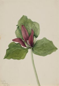 Reuzen-Trillium Trillium chloropetalum, 1921