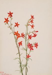 Gilia arizonica, 1931 door Mary Vaux Walcott