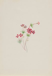Gilia linanthus parviflorus door Mary Vaux Walcott