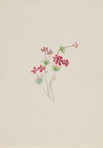Gilia linanthus parviflorus, ca. 1900-1930 door Mary Vaux Walcott