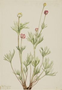 Bolanemoon (Anemone globosa) door Mary Vaux Walcott