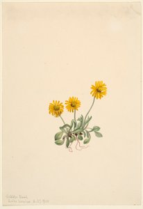 Goudvlo (Erigeron aureus) door Mary Vaux Walcott