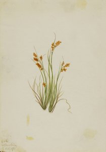 Gouden zegge (Carex aurea) door Mary Vaux Walcott