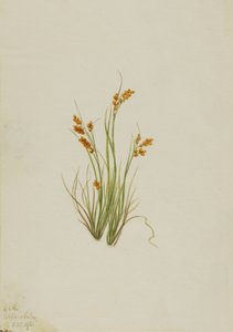 Gouden zegge Carex aurea, 1921 door Mary Vaux Walcott