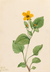 Gouden stern (Chrysogonum virginianum)
